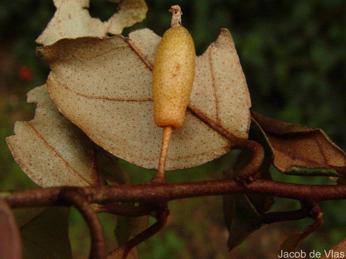 Elaeagnus latifolia L.